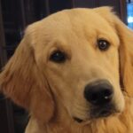 Jake the office dog