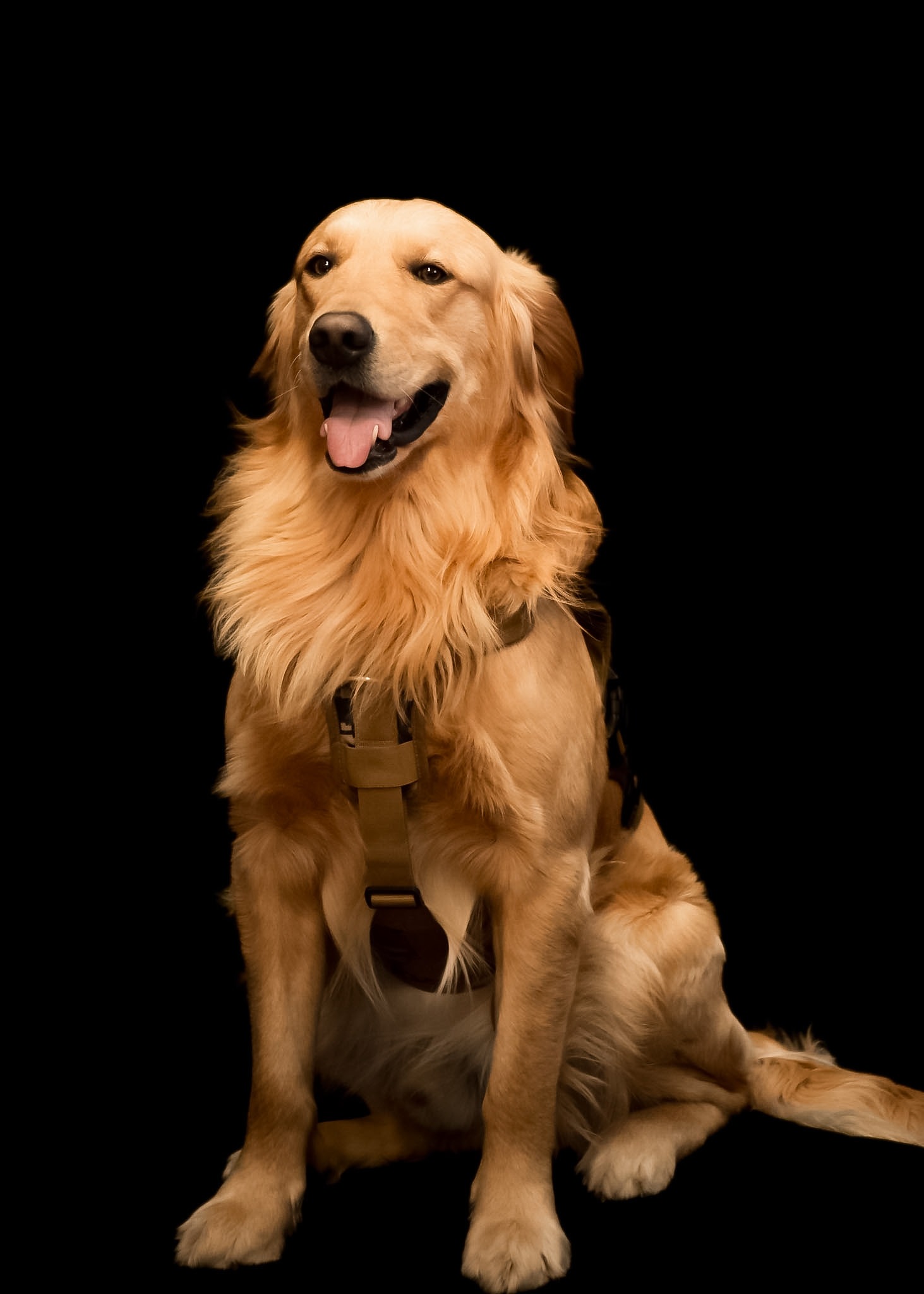 Jake The Passages Office Dog